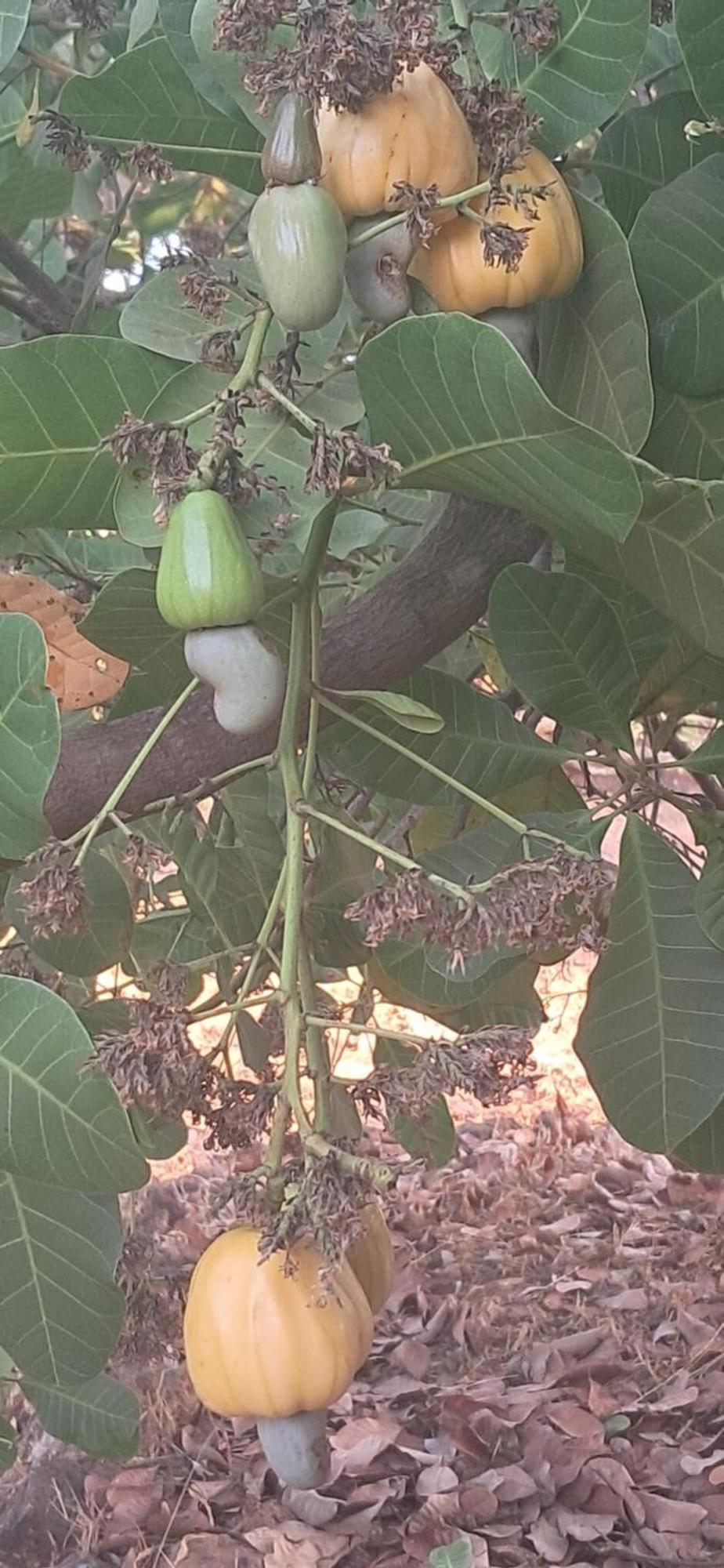 Arpita Farmstay Mālvan Esterno foto